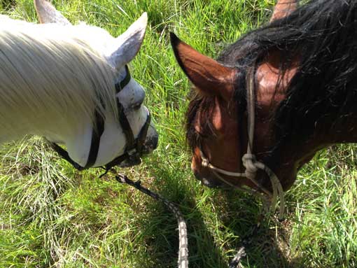 Horsespeak beim Futtern